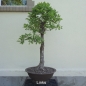 Preview: Bonsai, Eiche, links
