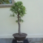 Preview: Bonsai, Eiche, rechts