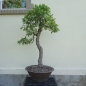 Preview: Bonsai, Eiche, vorn