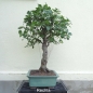 Preview: Bonsai, Schwarzerle, Alnus, rechts