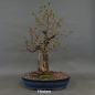 Preview: Bonsai, Schwarzerle, Alnus, hinten