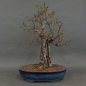 Preview: Bonsai, Schwarzerle, Alnus, vorn
