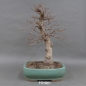 Preview: Bonsai, Schwarzerle, Alnus, hinten