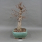 Preview: Bonsai, Schwarzerle, Alnus, links