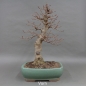 Preview: Bonsai, Schwarzerle, Alnus, vorn