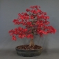 Preview: Bonsai, Faecherahorn