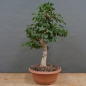 Preview: Pre-Bonsai, Acer ginnala, Feuerahorn