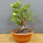Preview: Potentilla, Fingerstrauch, Bonsai