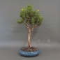 Preview: Fingerstrauch, gelb, Potentilla