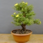 Preview: Potentilla, Fingerstrauch, Bonsai