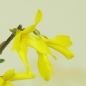 Preview: Goldglöckchen - Forsythia x intermedia 8