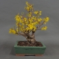 Preview: Forsythie, Goldglöckchen, Bonsai