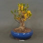 Preview: Forsythie, Goldglöckchen, Bonsai