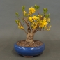 Preview: Forsythie, Goldglöckchen, Bonsai