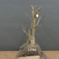 Preview: Ginkgo biloba Bonsai
