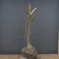 Preview: Ginkgo biloba Bonsai