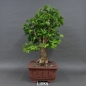 Preview: Ginkgo biloba Bonsai, links