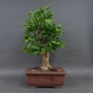 Preview: Ginkgo biloba Bonsai, vorn