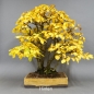 Preview: Bonsai, Hainbuche