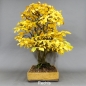 Preview: Bonsai, Hainbuche