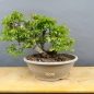 Preview: Carpinus Hainbuche Weissbuche