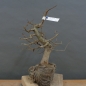 Preview: Carpinus Hainbuche, Bonsai