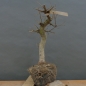Preview: Carpinus Hainbuche, Bonsai
