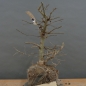 Preview: Carpinus Hainbuche, Bonsai
