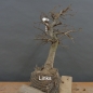 Preview: Carpinus Hainbuche, Bonsai