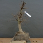 Preview: Carpinus Hainbuche, Bonsai
