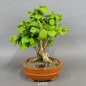 Preview: Corylus Hasel Bonsai