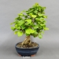 Preview: Corylus Hasel Bonsai