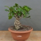Preview: Corylus Hasel Bonsai
