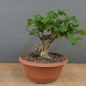 Preview: Corylus Hasel Bonsai