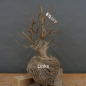 Preview: Corylus Hasel Bonsai