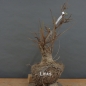 Preview: Corylus Hasel Bonsai