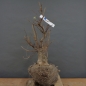 Preview: Corylus Hasel Bonsai