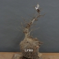 Preview: Corylus Hasel Bonsai