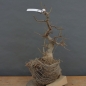 Preview: Corylus Hasel Bonsai