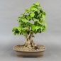 Preview: Corylus Hasel Bonsai