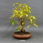 Preview: Winterheckenkirsche, Lonicera, purpusii