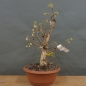 Preview: Winterheckenkirsche, Lonicera, purpusii
