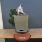 Preview: Bonsai, Taxus cuspidata, rechts