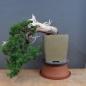 Preview: Bonsai, Taxus cuspidata, vorn