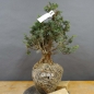 Preview: Pre-Bonsai, Juniperus communis