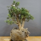 Preview: Pre-Bonsai, Juniperus communis