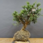 Preview: Pre-Bonsai, Juniperus communis