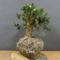 Preview: Pre-Bonsai, Juniperus communis
