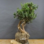 Preview: Pre-Bonsai, Juniperus communis