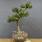 Preview: Pinus Pumilio mugo